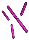 pseudomonas image